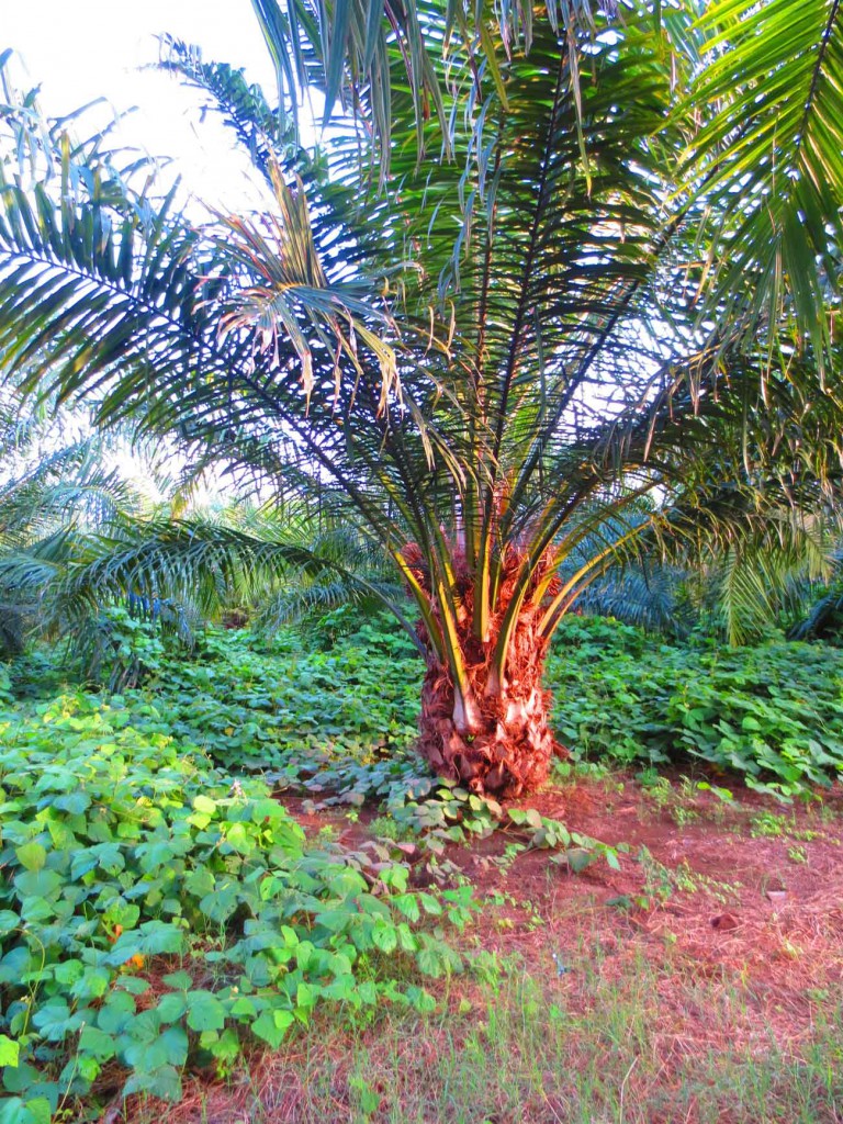 Oil palm