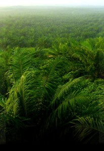 OilPalm_canopy_view