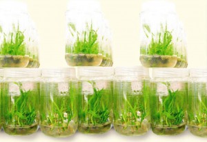 Oil palm plantlets in a tissue culture laboratory